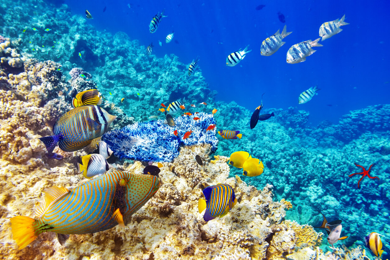 Diving in Fulhadhoo